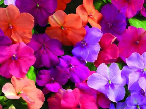 Impatiens Seeds Impatiens Xtreme Utopia Mix 25 thru 500 Flower Seeds