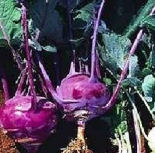 1,000 Kohlrabi Seeds Purple Vienna Vegetable Seeds