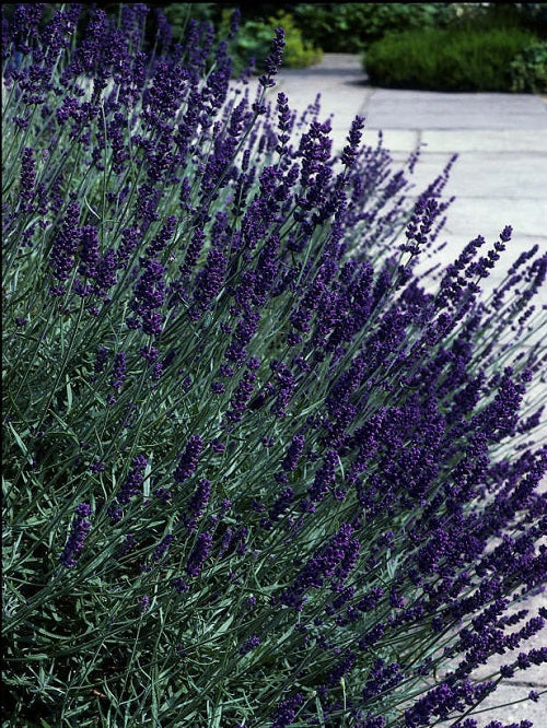 Lavandula Seeds Early Blue Scent Blue Lavender Seeds 25 thru 1,000 Seeds