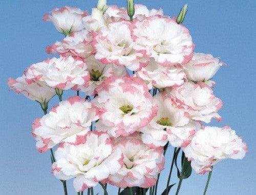 Lisianthus Seeds Echo Pink Picotee 50 Pelleted Seeds