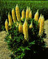 25 Lupine Seeds Popsicle Yellow Flower Seeds