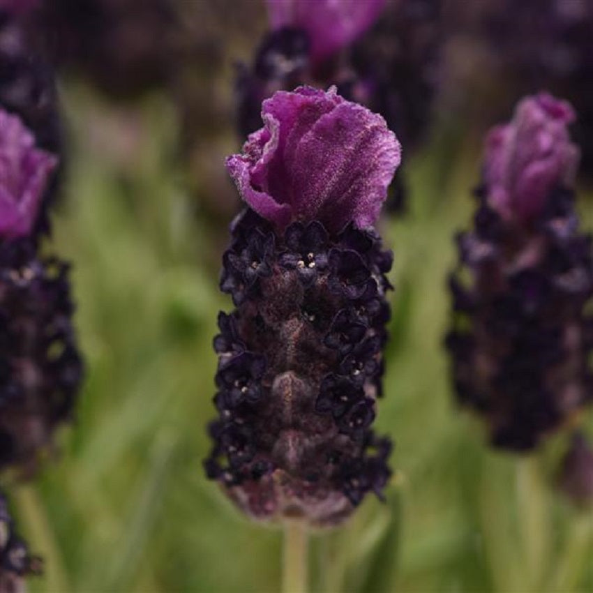 Lavandula Seeds 25 Lavender Bandera Deep Purple Spanish Lavender Seeds