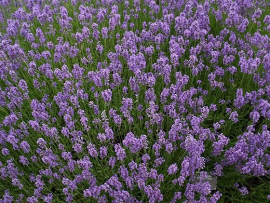 100 Lavandula Seeds Angustifolia Munstead Seeds flowering herb