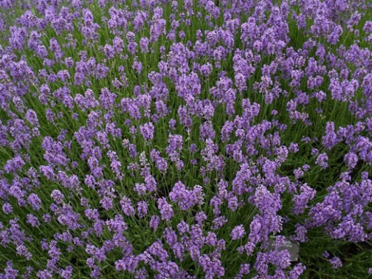 100 Lavandula Seeds Angustifolia Munstead Seeds flowering herb