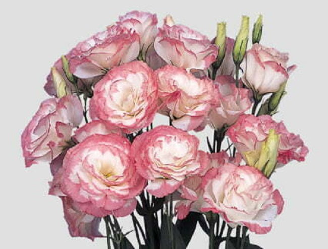 Lisianthus Seeds Mariachi Pink Picotee 250 Pelleted Seeds