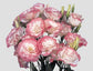 Lisianthus Seeds Mariachi Pink Picotee 250 Pelleted Seeds