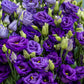 Lisianthus Seeds Rosita Blue 250 Bulk Seeds