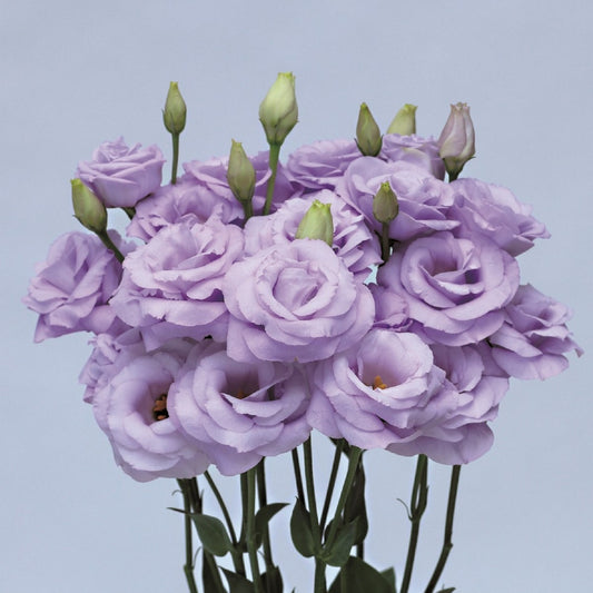 Lisianthus Seeds Rosita Lavender 25 thru 100 Pelleted Seeds