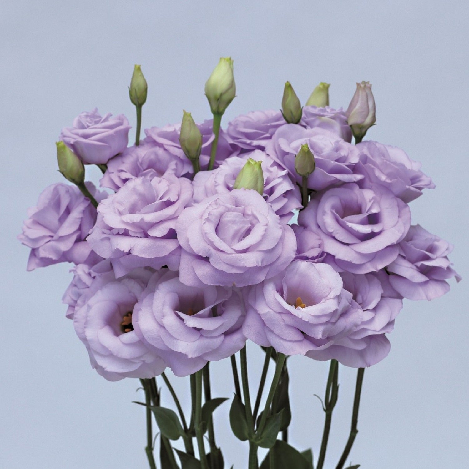 Lisianthus Seeds Rosita Lavender 25 Pelleted Seeds