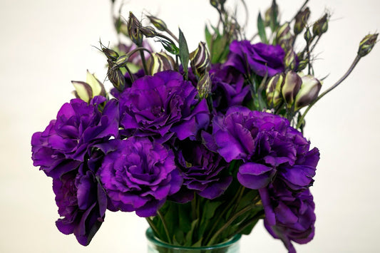 Lisianthus Seeds Echo Purple 25 thru 250 Pelleted Seeds Cut Flower Seeds