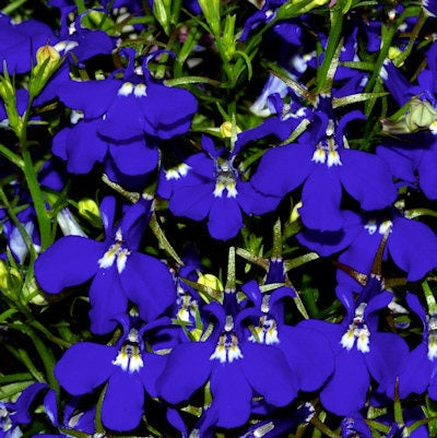 50 Lobelia Seeds Sapphire Multi Pelleted Seeds