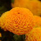 25 Marigold Seeds Marigold Taishan ® Orange African Marigold