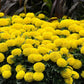 25 Marigold Seeds Marigold Taishan ® Yellow African Marigold