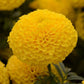 25 Marigold Seeds Marigold Taishan ® Yellow African Marigold