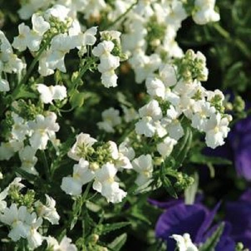 Nemesia Seeds Poetry White 25 Pelleted Seeds Annual Flower Seeds