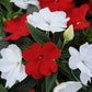 New Guinea Impatiens Seeds Florific Red White 25 Impatiens Seeds