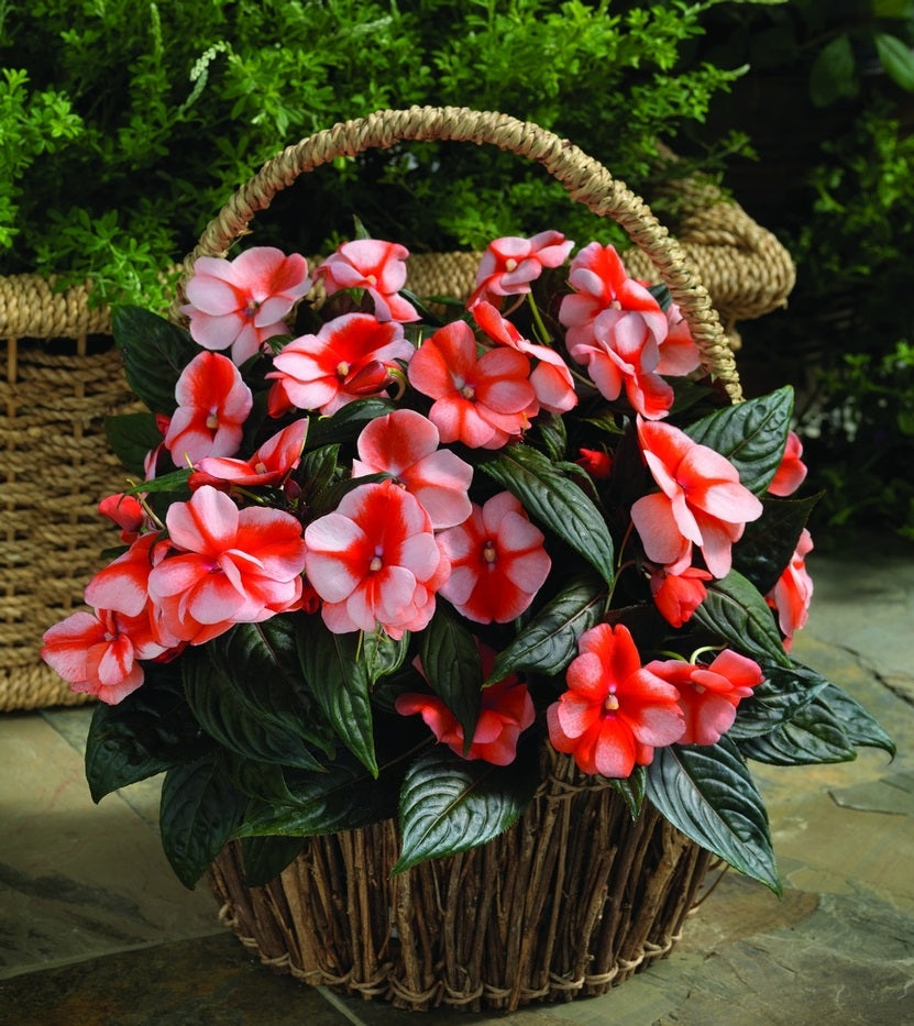 New Guinea Impatiens Seeds Florific Sweet Orange 25 Impatiens Seeds