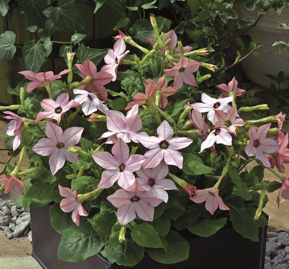 Nicotiana Seeds Saratoga Appleblossom 25 thru 500 Pelleted Seeds