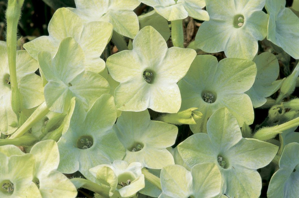 Nicotiana Seeds Saratoga Lime 25 thru 500 Pelleted Seeds