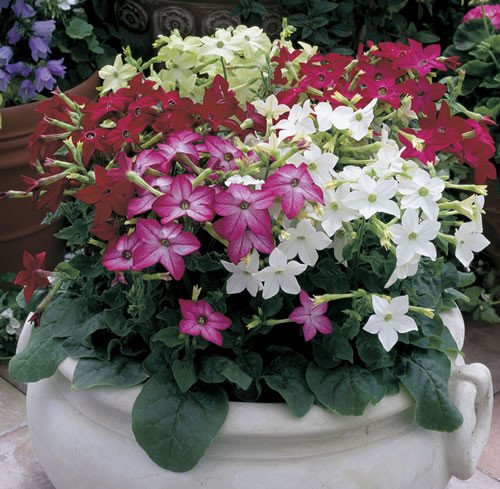 Nicotiana Seeds Saratoga Mix 25 thru 500 Pelleted Seeds