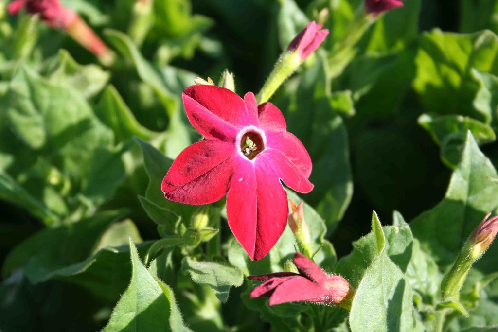 Nicotiana Seeds Saratoga Red 25 thru 500 Pelleted Seeds