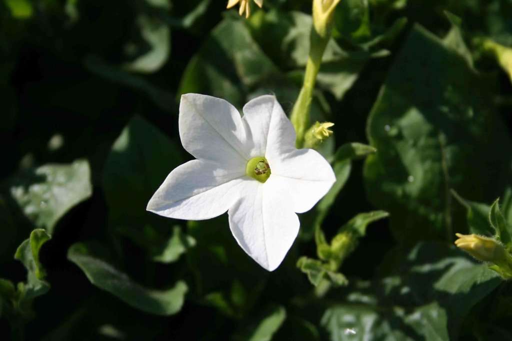 Nicotiana Seeds Saratoga White 25 thru 500 Pelleted Seeds