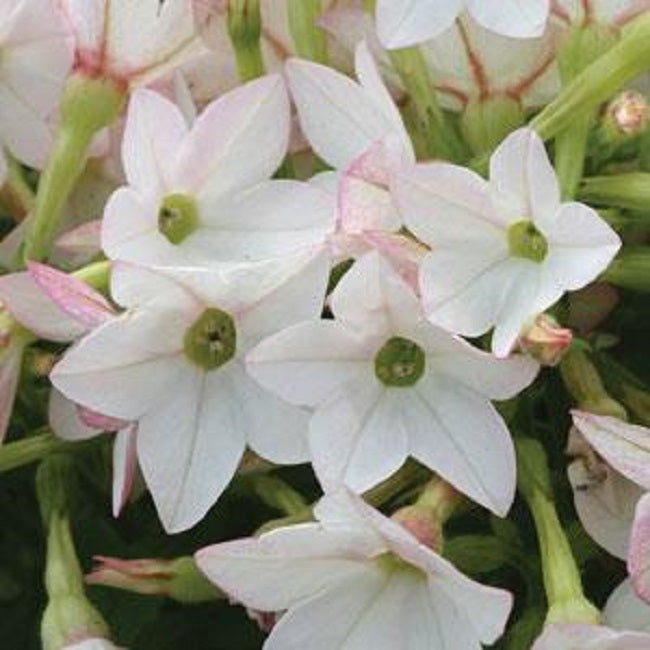 Pelleted Nicotiana Seeds Starmaker Appleblossom 25 thru 1,000 Pelleted Seeds Flowering Tabacco Seeds