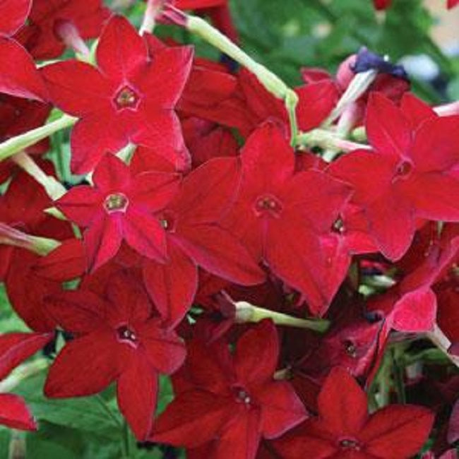 Bulk Nicotiana Seeds Starmaker Bright Red 25 thru 1,000 Pelleted Seeds Flowering Tabacco