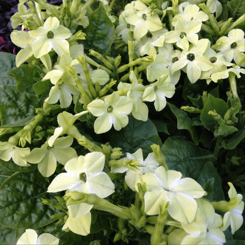 Bulk Nicotiana Seeds Starmaker Deep Lime 25 thru 1,000 Pelleted Seeds Flowering Tabacco