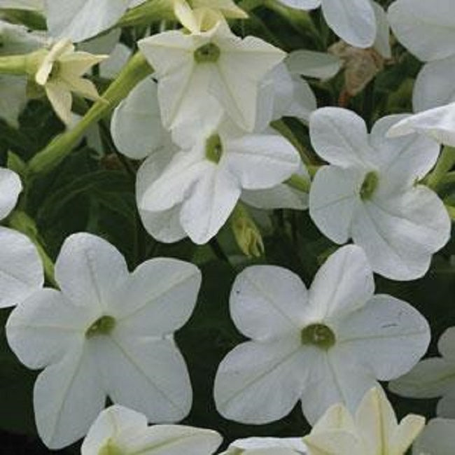 Pelleted Nicotiana Seeds Starmaker White 25 thru 1,000 Pelleted Seeds Flowering Tabacco Seeds