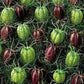 100 Seeds Love In A Mist Marbles (Nigella Damascena Albion) Nigella Seeds