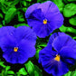 50 Viola Seeds Character Clear Blue Pansy Seeds