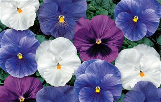 50 Pansy Seeds Delta Cool Water Mix