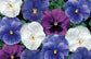 50 Pansy Seeds Delta Cool Water Mix