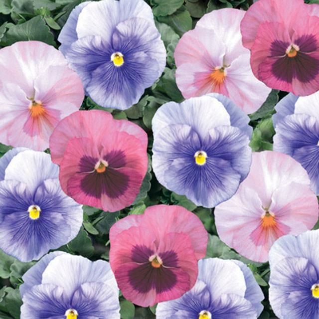 50 Pansy Seeds Delta Premium Cotton Candy Mix