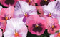 50 Pansy Seeds Delta Pink Shades Flower Seeds