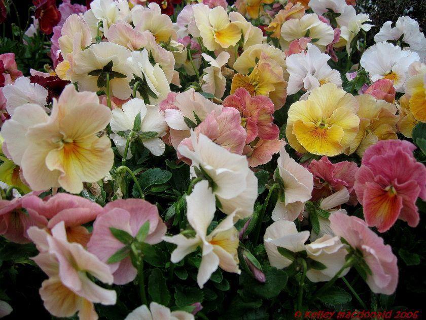 Pansy Seeds Imperial Antique Shades 50 Seeds