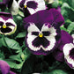 Pansies Majestic Giant Blue White 50 Pansy Seeds