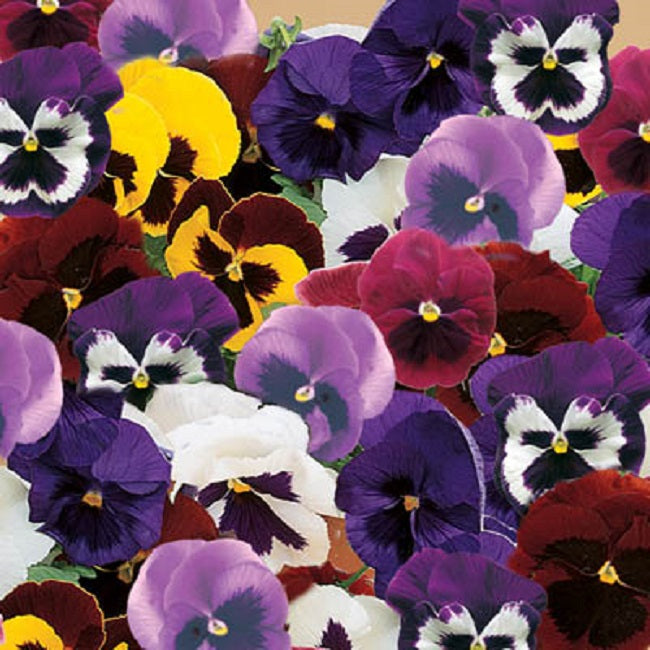 Pansies Majestic Giant Mix 50 Pansy Seeds