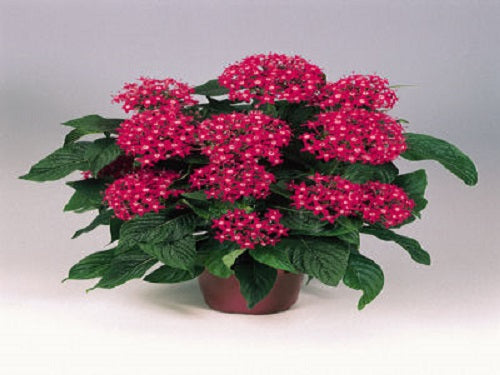 1,000 Bulk Pentas Seeds Graffiti Bright Red Pelleted Seeds