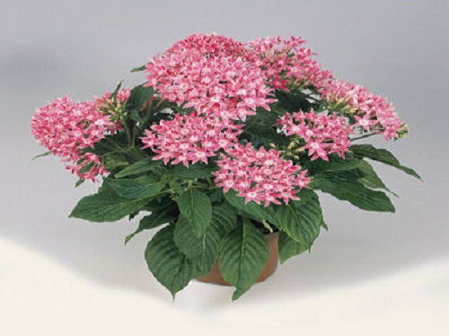 1,000 Bulk Pentas Seeds Graffiti Pink Pelleted Seeds