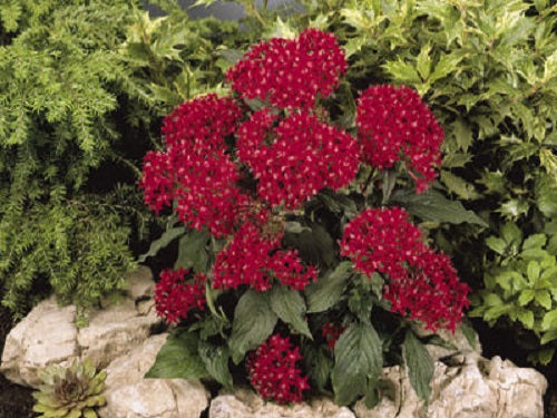 Pentas Seeds Kaleidoscope Deep Red Pelleted Seeds 15 thru 100 Seeds