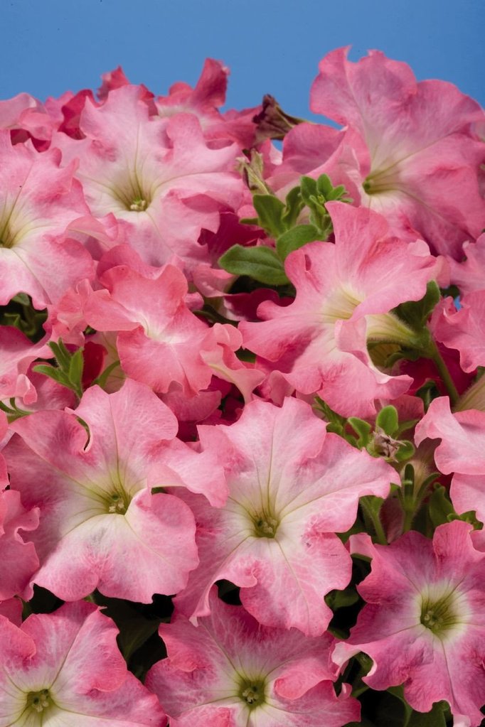 Pelleted Aladdin Peach Morn Petunia Seeds 25 thru 1,000 seeds