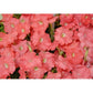 Petunia Seeds Petunia Carpet Salmon 50 pelleted seeds