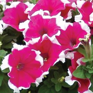 Petunia Dreams Rose Picotee Flower Seeds 50 thru 1,000 Pelleted Seeds