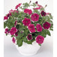 Petunias Seeds Hulahoop Rose 50 Pelleted Seeds Hulahoop Petunia