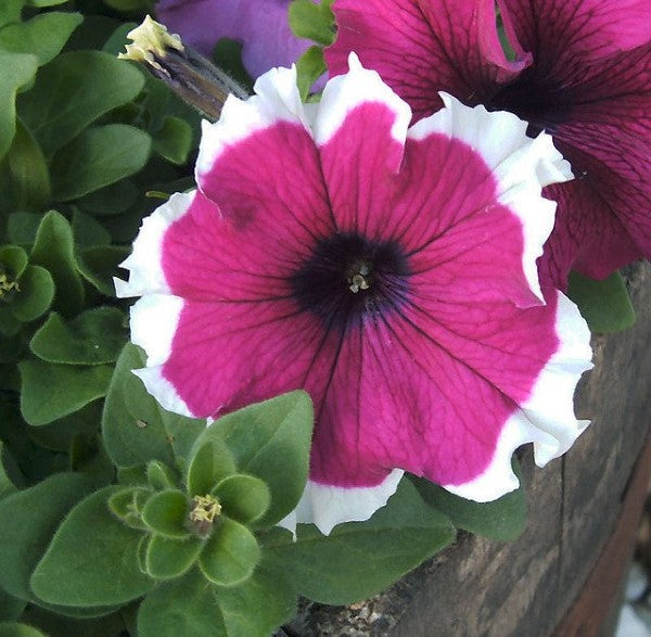 Petunias Seeds Hulahoop Velvet 50 Pelleted Seeds Hulahoop Petunia