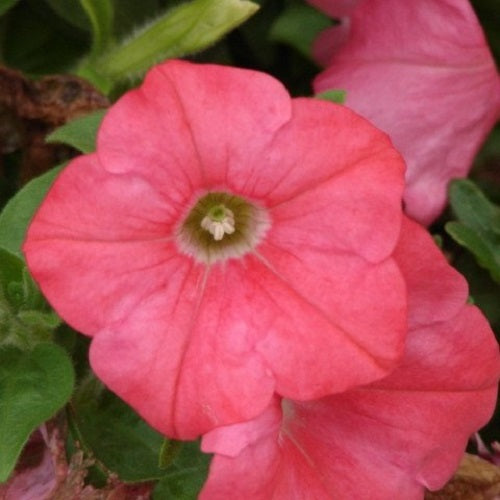 Petunia Prism Salmon 50 Pelleted Petunia Seeds