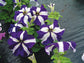 50 pelleted petunia seeds Tango Blue Star flower seeds