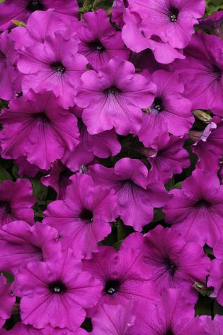 Trailing Petunia Seeds Easy Wave Violet 15 thru 100 Pelleted Petunia Seeds